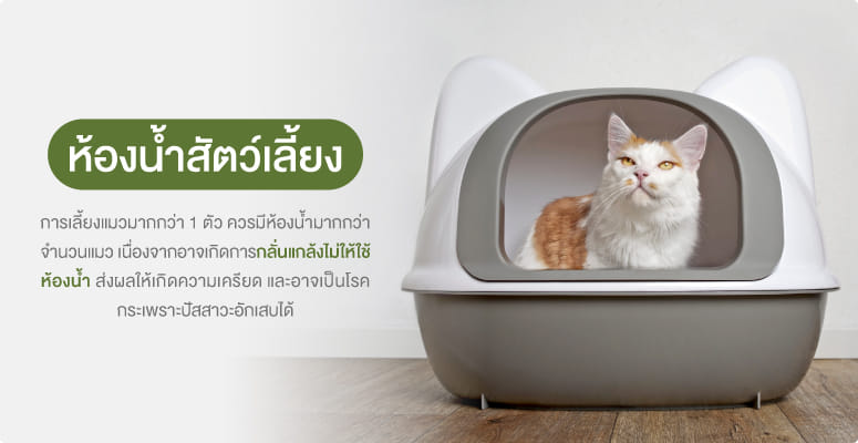 ห้องน้ำ & กระบะทรายแมว